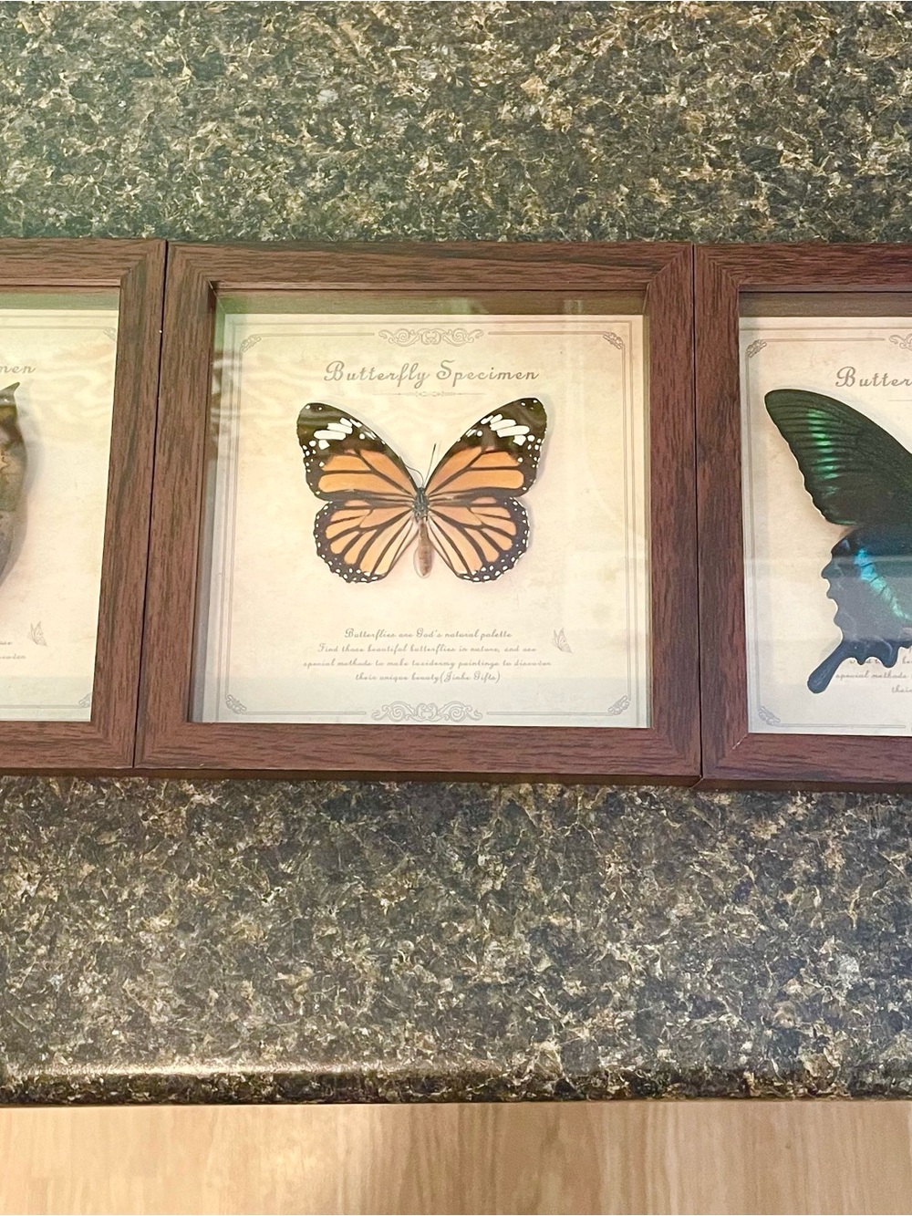 Set of 3 beautifully mounted butterfly specimens